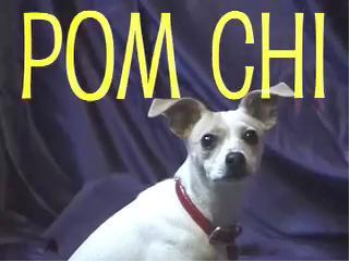 POM_CHI.JPG