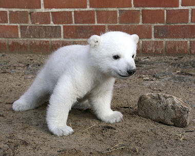 knut.jpg knut.jpg