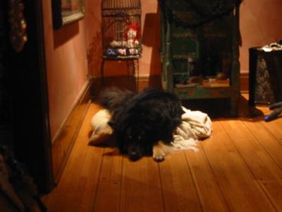 dog_blog_1l.jpg