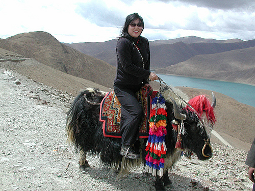 Cho Tibet Cho Tibet