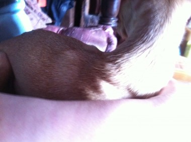 dog visit 1