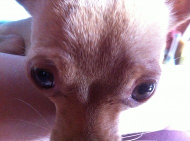 dog visit 2