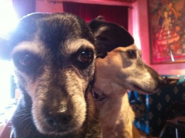 dog visit 3