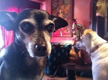 dog visit 4