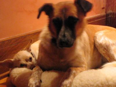 dog_blog_2l.jpg dog_blog_2l.jpg
